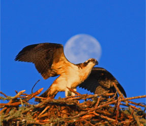 Ospreymoon