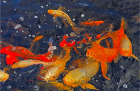 Koi