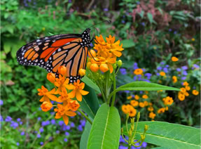 Magnificent Monarch