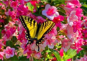 Swallowtail