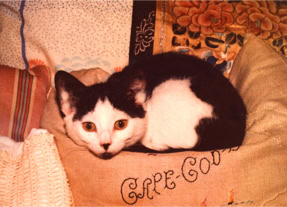 Cape Cod Cat